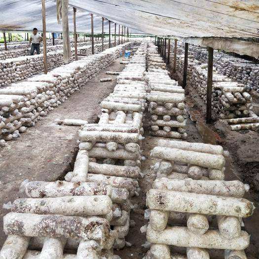 食用菌渣又叫做菌糠、菌渣